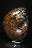 05227 - Beautiful Pyritized 0.86 Inch Phylloceras Lower Cretaceous Ammonites