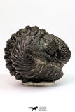 09173 - Nice Rolled 2.78 Inch Drotops armatus Middle Devonian Trilobite