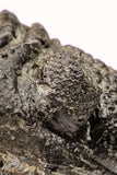 09173 - Nice Rolled 2.78 Inch Drotops armatus Middle Devonian Trilobite