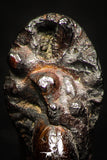 05227 - Beautiful Pyritized 0.86 Inch Phylloceras Lower Cretaceous Ammonites