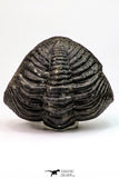 09173 - Nice Rolled 2.78 Inch Drotops armatus Middle Devonian Trilobite