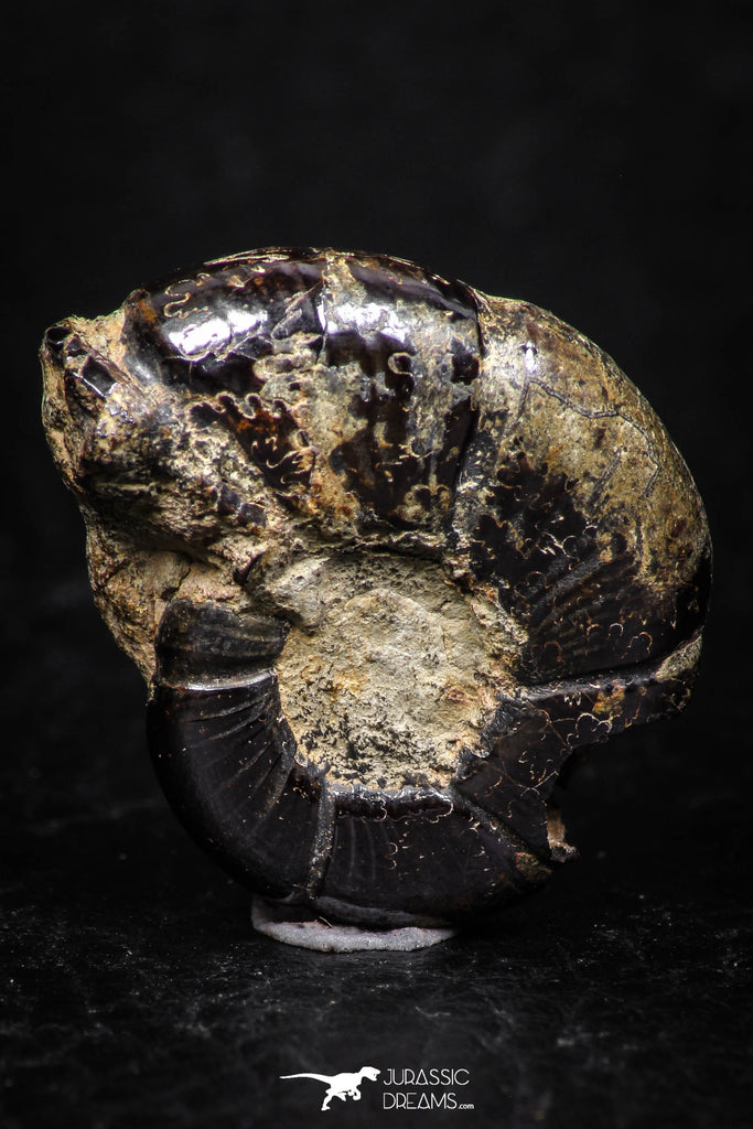 05228 - Beautiful Pyritized 1.00 Inch Unidentified Lower Cretaceous Ammonites