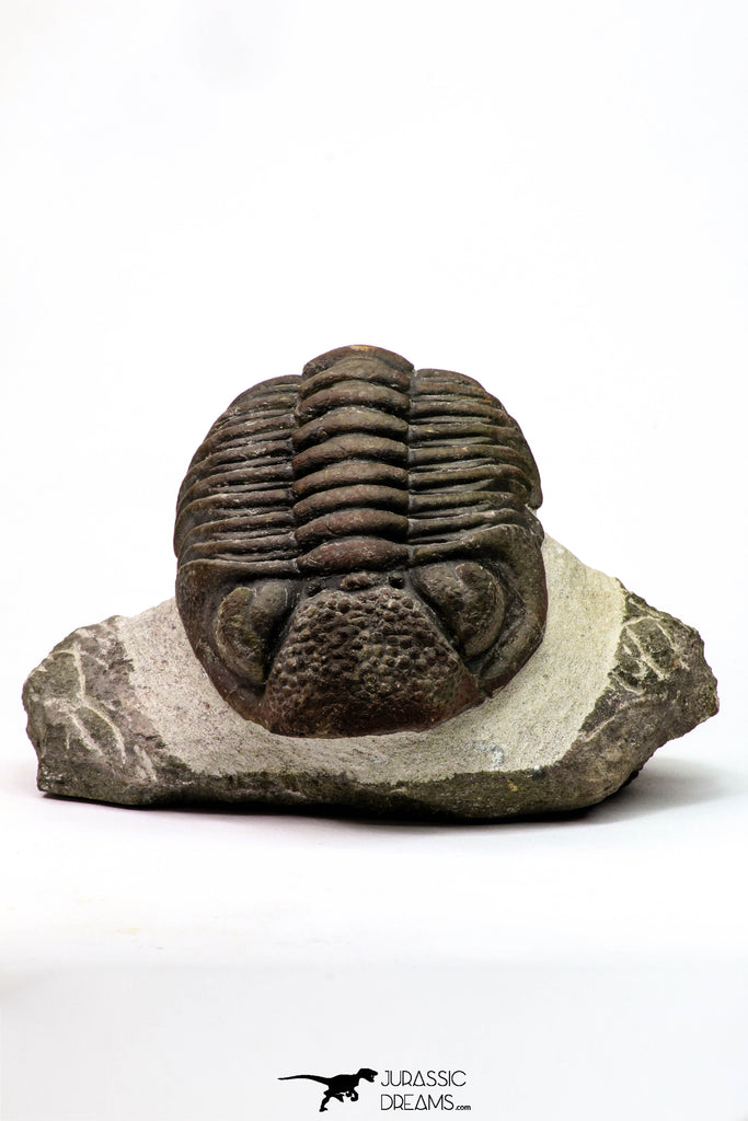 09174 - Well Prepared 3.09 Inch Drotops megalomanicus Middle Devonian Trilobite