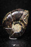 05228 - Beautiful Pyritized 1.00 Inch Unidentified Lower Cretaceous Ammonites