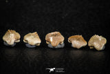 06435 - Great Collection of 5 Ginglymostoma sp Nurse Shark Teeth Paleocene