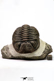 09174 - Well Prepared 3.09 Inch Drotops megalomanicus Middle Devonian Trilobite