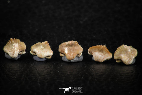 06435 - Great Collection of 5 Ginglymostoma sp Nurse Shark Teeth Paleocene