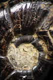 05228 - Beautiful Pyritized 1.00 Inch Unidentified Lower Cretaceous Ammonites