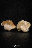 06435 - Great Collection of 5 Ginglymostoma sp Nurse Shark Teeth Paleocene