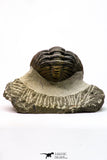 09174 - Well Prepared 3.09 Inch Drotops megalomanicus Middle Devonian Trilobite