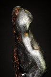 20991 - Taza (NWA 859) Iron Ungrouped Plessitic Octahedrite Meteorite 0.5g ORIENTED