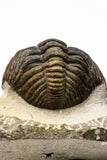 09174 - Well Prepared 3.09 Inch Drotops megalomanicus Middle Devonian Trilobite