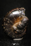 05229 - Beautiful Pyritized 0.96 Inch Phylloceras Lower Cretaceous Ammonites