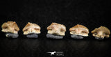 06435 - Great Collection of 5 Ginglymostoma sp Nurse Shark Teeth Paleocene