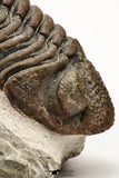 09174 - Well Prepared 3.09 Inch Drotops megalomanicus Middle Devonian Trilobite