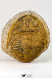 09175 - Beautiful 3.39 Inch Unidentified Asaphid Ordovician Trilobite Taouz outcrops