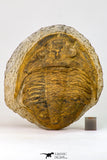 09175 - Beautiful 3.39 Inch Unidentified Asaphid Ordovician Trilobite Taouz outcrops