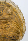 09175 - Beautiful 3.39 Inch Unidentified Asaphid Ordovician Trilobite Taouz outcrops