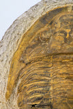 09175 - Beautiful 3.39 Inch Unidentified Asaphid Ordovician Trilobite Taouz outcrops