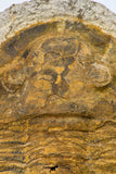 09175 - Beautiful 3.39 Inch Unidentified Asaphid Ordovician Trilobite Taouz outcrops