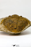 09175 - Beautiful 3.39 Inch Unidentified Asaphid Ordovician Trilobite Taouz outcrops