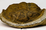 09175 - Beautiful 3.39 Inch Unidentified Asaphid Ordovician Trilobite Taouz outcrops