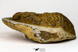 09175 - Beautiful 3.39 Inch Unidentified Asaphid Ordovician Trilobite Taouz outcrops