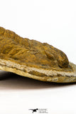09175 - Beautiful 3.39 Inch Unidentified Asaphid Ordovician Trilobite Taouz outcrops