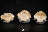 06437 - Great Collection of 5 Ginglymostoma sp Nurse Shark Teeth Paleocene