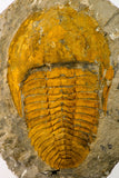 09176 - Top Beautiful 5.58 Inch Cambropallas telesto Middle Cambrian Trilobite