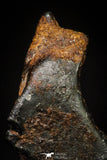 20993 - Taza (NWA 859) Iron Ungrouped Plessitic Octahedrite Meteorite 1.0g ORIENTED