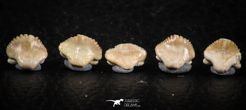 06437 - Great Collection of 5 Ginglymostoma sp Nurse Shark Teeth Paleocene