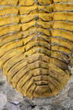 09176 - Top Beautiful 5.58 Inch Cambropallas telesto Middle Cambrian Trilobite