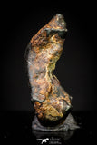 20993 - Taza (NWA 859) Iron Ungrouped Plessitic Octahedrite Meteorite 1.0g ORIENTED