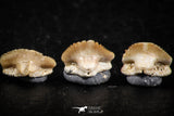 06437 - Great Collection of 5 Ginglymostoma sp Nurse Shark Teeth Paleocene