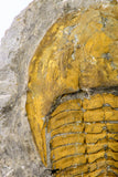 09176 - Top Beautiful 5.58 Inch Cambropallas telesto Middle Cambrian Trilobite