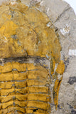 09176 - Top Beautiful 5.58 Inch Cambropallas telesto Middle Cambrian Trilobite