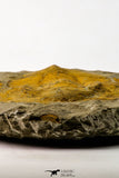 09176 - Top Beautiful 5.58 Inch Cambropallas telesto Middle Cambrian Trilobite