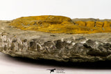 09176 - Top Beautiful 5.58 Inch Cambropallas telesto Middle Cambrian Trilobite