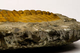 09176 - Top Beautiful 5.58 Inch Cambropallas telesto Middle Cambrian Trilobite