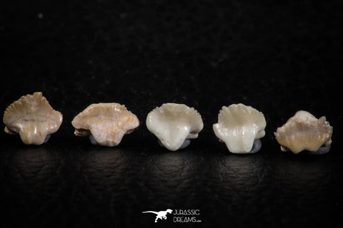 06438 - Great Collection of 5 Ginglymostoma sp Nurse Shark Teeth Paleocene