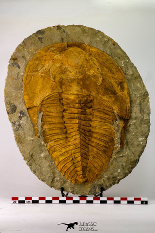 09177 - Top Huge 8.58 Inch Cambropallas telesto Middle Cambrian Trilobite