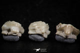 06438 - Great Collection of 5 Ginglymostoma sp Nurse Shark Teeth Paleocene