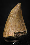 05256 - Top Rare 1.55 Inch Huge Mosasaurus hoffmanni Tooth Late Cretaceous