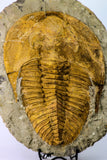 09177 - Top Huge 8.58 Inch Cambropallas telesto Middle Cambrian Trilobite