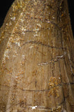05256 - Top Rare 1.55 Inch Huge Mosasaurus hoffmanni Tooth Late Cretaceous