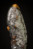 20994 - Taza (NWA 859) Iron Ungrouped Plessitic Octahedrite Meteorite 0.2g ORIENTED