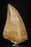 05256 - Top Rare 1.55 Inch Huge Mosasaurus hoffmanni Tooth Late Cretaceous