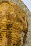 09177 - Top Huge 8.58 Inch Cambropallas telesto Middle Cambrian Trilobite