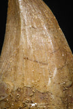 05256 - Top Rare 1.55 Inch Huge Mosasaurus hoffmanni Tooth Late Cretaceous